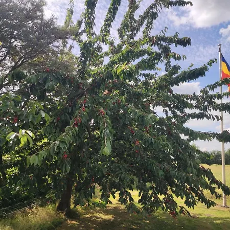 Five Oaks - Gruene 公寓 *