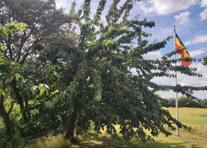 Five Oaks - Gruene Apartamento *